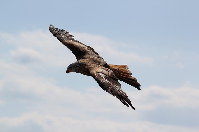 águila