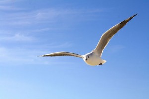 gaviota